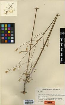 Type specimen at Edinburgh (E). Rechinger, Karl; Rechinger, Frida; Aellen, Paul: 3964. Barcode: E00394632.