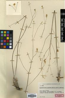 Type specimen at Edinburgh (E). Rechinger, Karl; Rechinger, Frida; Aellen, Paul: 3964. Barcode: E00394633.