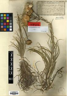Type specimen at Edinburgh (E). Orphanides, Theodorus: 262. Barcode: E00394637.