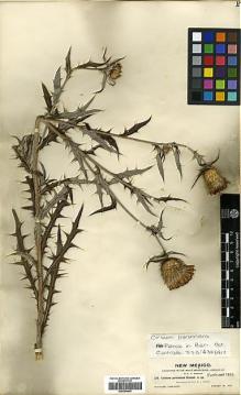 Type specimen at Edinburgh (E). Wooton, Elmer: 326. Barcode: E00394642.