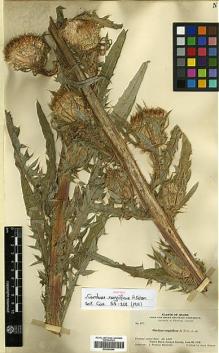 Type specimen at Edinburgh (E). Macbride, James: 271. Barcode: E00394644.