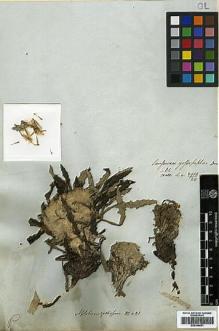 Type specimen at Edinburgh (E). Wallich, Nathaniel: 2910/20. Barcode: E00394651.