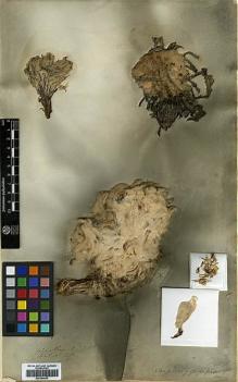 Type specimen at Edinburgh (E). Wallich, Nathaniel: 2910/20. Barcode: E00394652.