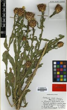 Type specimen at Edinburgh (E). Gabrielian, E.: 4253A. Barcode: E00394659.
