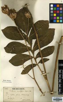 Type specimen at Edinburgh (E). Orphanides, Theodorus: 129. Barcode: E00394662.