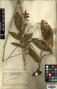 Type specimen at Edinburgh (E). Orphanides, Theodorus: 129. Barcode: E00394663.