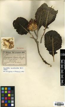 Type specimen at Edinburgh (E). Sintenis, Paul: 761. Barcode: E00394664.