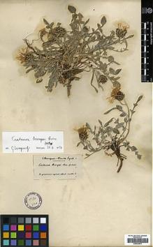 Type specimen at Edinburgh (E). Bourgeau, Eugène: . Barcode: E00394670.