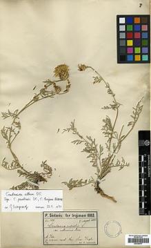 Type specimen at Edinburgh (E). Sintenis, Paul: 508. Barcode: E00394677.