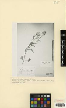 Type specimen at Edinburgh (E). Sosnowskyi, Dmitrii: . Barcode: E00394689.