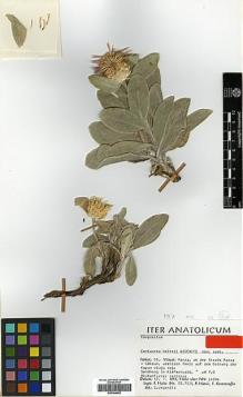 Type specimen at Edinburgh (E). Holtz, F.; Hänel, P.; Kesercioglu, T.: 00.711. Barcode: E00394692.