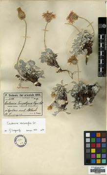 Type specimen at Edinburgh (E). Sintenis, Paul: 6046. Barcode: E00394696.