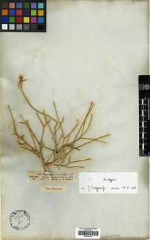Type specimen at Edinburgh (E). Schimper, Wilhelm: 829. Barcode: E00394719.