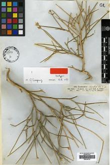 Type specimen at Edinburgh (E). Schimper, Wilhelm: 829. Barcode: E00394722.