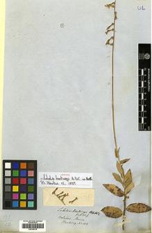 Type specimen at Edinburgh (E). Hartweg, Karl: 102. Barcode: E00394725.