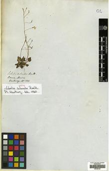 Type specimen at Edinburgh (E). Hartweg, Karl: 336. Barcode: E00394726.
