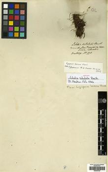 Type specimen at Edinburgh (E). Hartweg, Karl: 773. Barcode: E00394728.