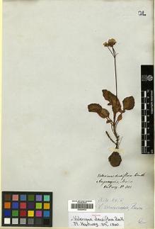 Type specimen at Edinburgh (E). Hartweg, Karl: 301. Barcode: E00394732.