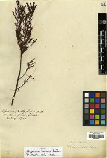 Type specimen at Edinburgh (E). Hartweg, Karl: 720. Barcode: E00394736.