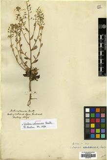 Type specimen at Edinburgh (E). Hartweg, Karl: 571. Barcode: E00394737.