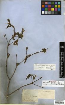 Type specimen at Edinburgh (E). Blanchet, Jacques: 2773. Barcode: E00394740.