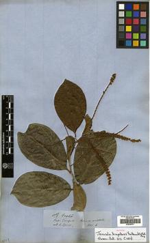Type specimen at Edinburgh (E). Spruce, Richard: 4507. Barcode: E00394741.