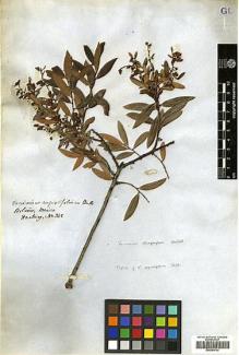 Type specimen at Edinburgh (E). Hartweg, Karl: 342. Barcode: E00394742.