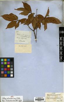 Type specimen at Edinburgh (E). Blanchet, Jacques: 2782. Barcode: E00394747.