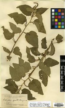 Type specimen at Edinburgh (E). Morong, Thomas: 1578. Barcode: E00394748.