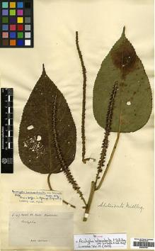 Type specimen at Edinburgh (E). Spruce, Richard: 6147. Barcode: E00394750.