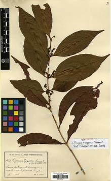 Type specimen at Edinburgh (E). Sintenis, Paul: 1528. Barcode: E00394757.