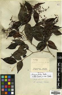 Type specimen at Edinburgh (E). Schomburgk, Robert: 319. Barcode: E00394763.