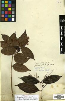 Type specimen at Edinburgh (E). Schomburgk, Robert: 130. Barcode: E00394764.