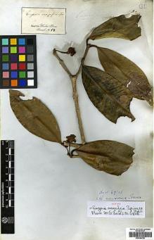 Type specimen at Edinburgh (E). Martius, Carl: 54. Barcode: E00394765.