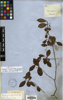 Type specimen at Edinburgh (E). Blanchet, Jacques: 2862. Barcode: E00394770.