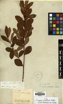 Type specimen at Edinburgh (E). Schomburgk, Robert: 634. Barcode: E00394771.