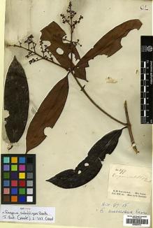Type specimen at Edinburgh (E). Schomburgk, Robert: 597. Barcode: E00394773.