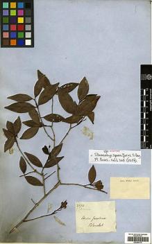 Type specimen at Edinburgh (E). Blanchet, Jacques: 2572. Barcode: E00394774.
