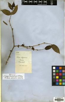Type specimen at Edinburgh (E). Blanchet, Jacques: 2778. Barcode: E00394777.