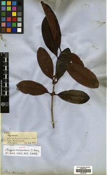 Type specimen at Edinburgh (E). Spruce, Richard: 2274. Barcode: E00394778.