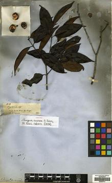 Type specimen at Edinburgh (E). Spruce, Richard: 1514. Barcode: E00394779.
