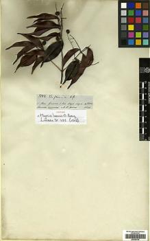 Type specimen at Edinburgh (E). Spruce, Richard: 3502. Barcode: E00394780.