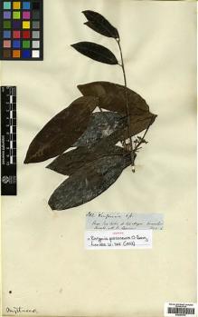 Type specimen at Edinburgh (E). Spruce, Richard: 3112. Barcode: E00394781.