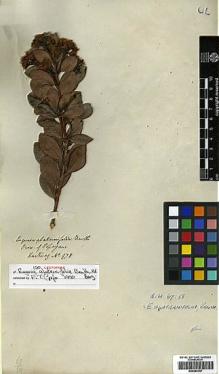 Type specimen at Edinburgh (E). Hartweg, Karl: 978. Barcode: E00394787.