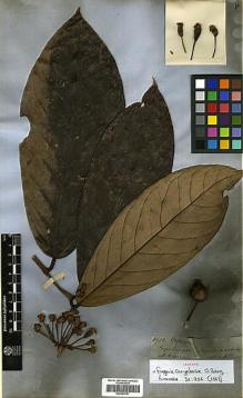 Type specimen at Edinburgh (E). Spruce, Richard: 4902. Barcode: E00394791.
