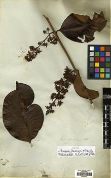 Type specimen at Edinburgh (E). Mathews, Andrew: 1451. Barcode: E00394793.
