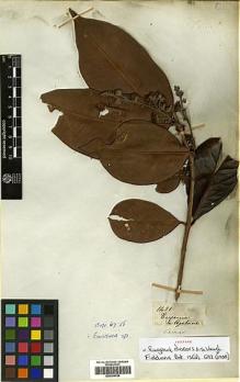 Type specimen at Edinburgh (E). Mathews, Andrew: 1451. Barcode: E00394794.