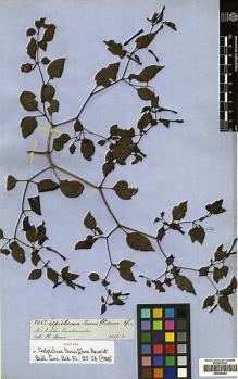 Type specimen at Edinburgh (E). Spruce, Richard: 5057. Barcode: E00394802.