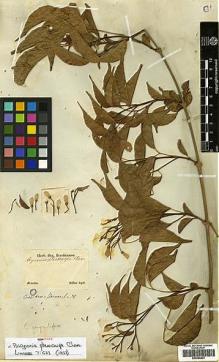 Type specimen at Edinburgh (E). Sellow, Friedrich: . Barcode: E00394803.