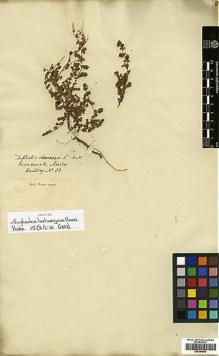 Type specimen at Edinburgh (E). Hartweg, Karl: 33. Barcode: E00394806.